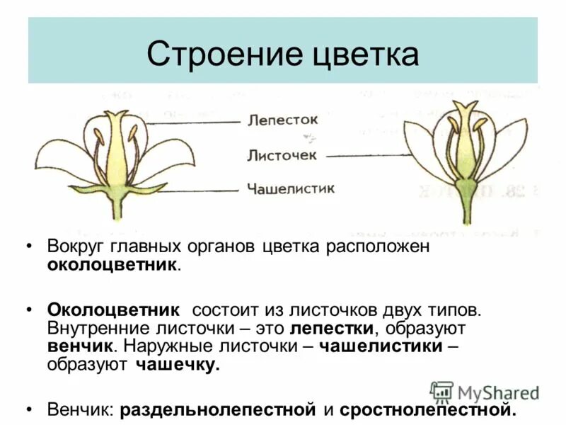 Каковы особенности строения цветка кратко. Схема цветка околоцветник. строение цвета цветка околоцветник. цветок околоцветник венчик и. венчик чашечка околоцветник околоплодник.