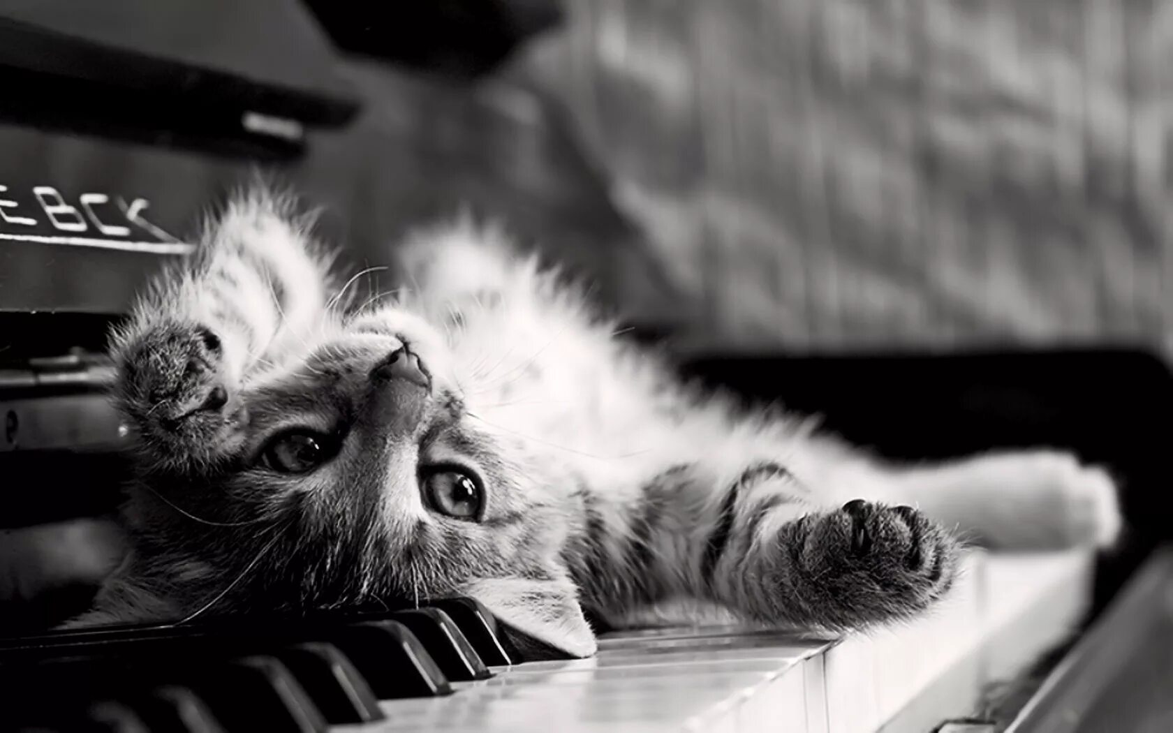 Музыка белая кошка. Пианино «котёнок». Кот на рояле. Котик на пианино. Рояль для котят.