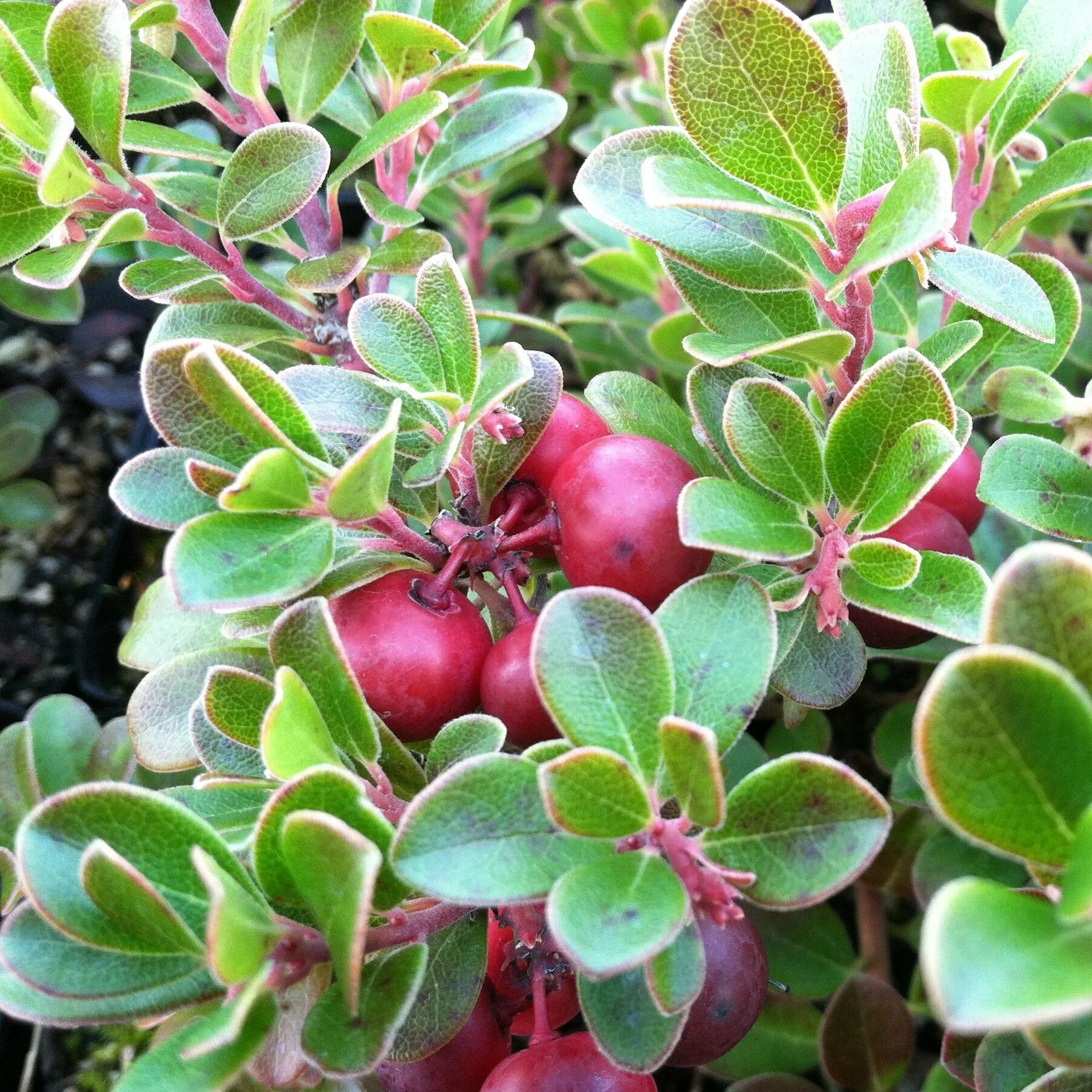 Медвежьи ушки растение. Толокнянка Ванкувер Джейд. Толокнянка (Arctostaphylos UVA ursi). Толокнянка обыкновенная (Arctostaphylos UVA-ursi (l.) Spreng.). Толокнянка обыкновенная Медвежье ушко.