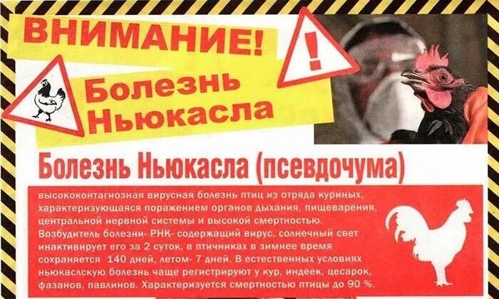 Против ньюкаслской болезни. Болезнь Ньюкасла птиц памятка. Ньюкаслская болезнь птиц вакцина. Болезнь псевдочума птиц. Псевдочума (болезнь Ньюкасла).