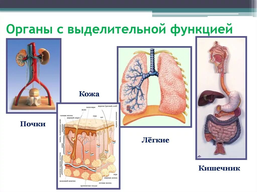 Кишечник кровь почки легкие