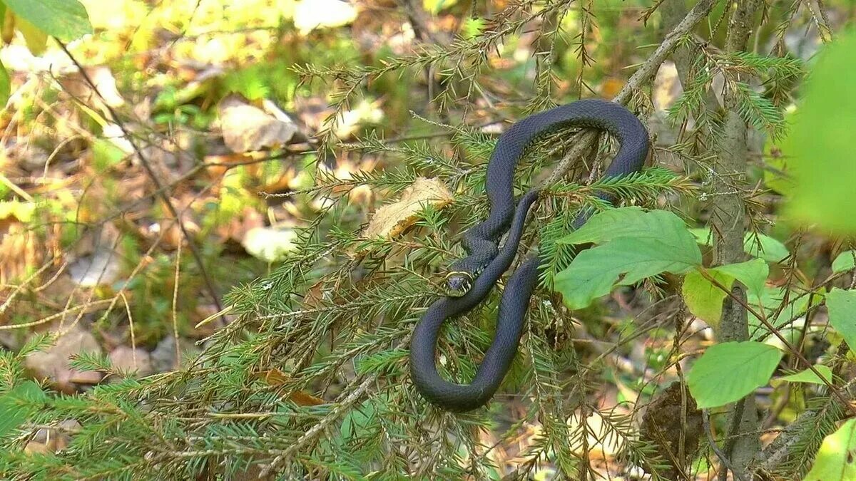 Лесной змеи 2. Змея гадюка в лесу. Гадюка Лесная. Гадюка в Костромской области. Гадюка в Карелии.
