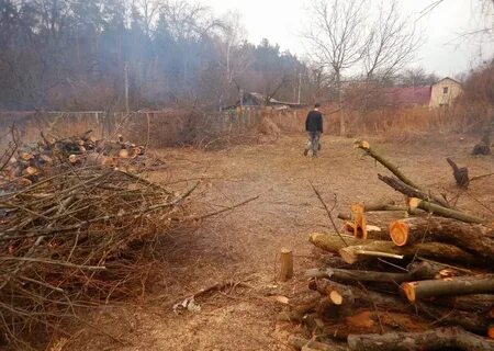 Очистка участка от деревьев и кустарников
