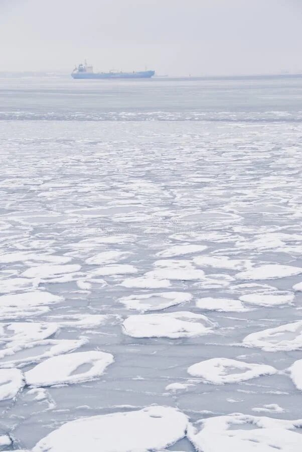 На льдах какого залива обитают белые. Паковый лед. Балтийское море лед. Замерзшее Балтийское море. Балтийское море замёршее.
