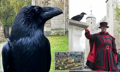 Six ravens