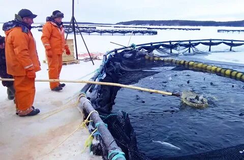 Производитель форели карелия