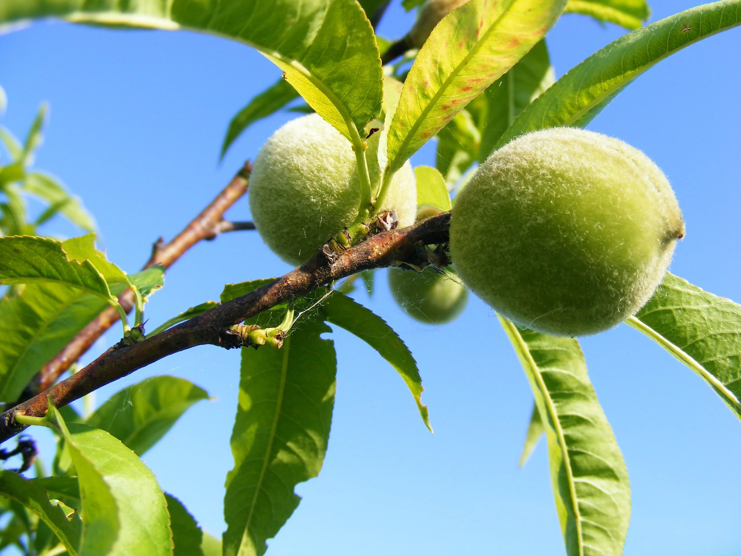 Фруктовые ветки. Прунус персик. Персик / Prunus persica. Нектарин дерево. Нектарин зеленый.