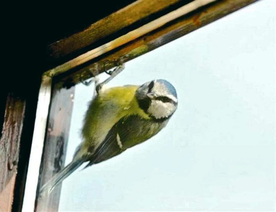 Стучит в окно примета. Птички на окна. Птица стучится в окно. Синица на окне. Птицы за окном.