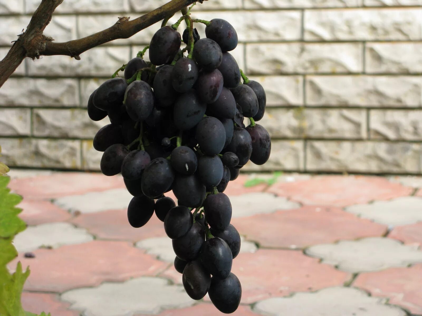 Одесский черный. Кардинал АЗОС сорт. Сорт винограда Благодать чёрный.