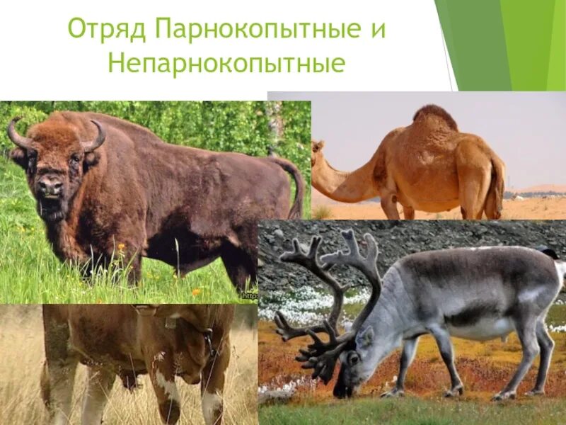 Является ли мамонт непарнокопытным