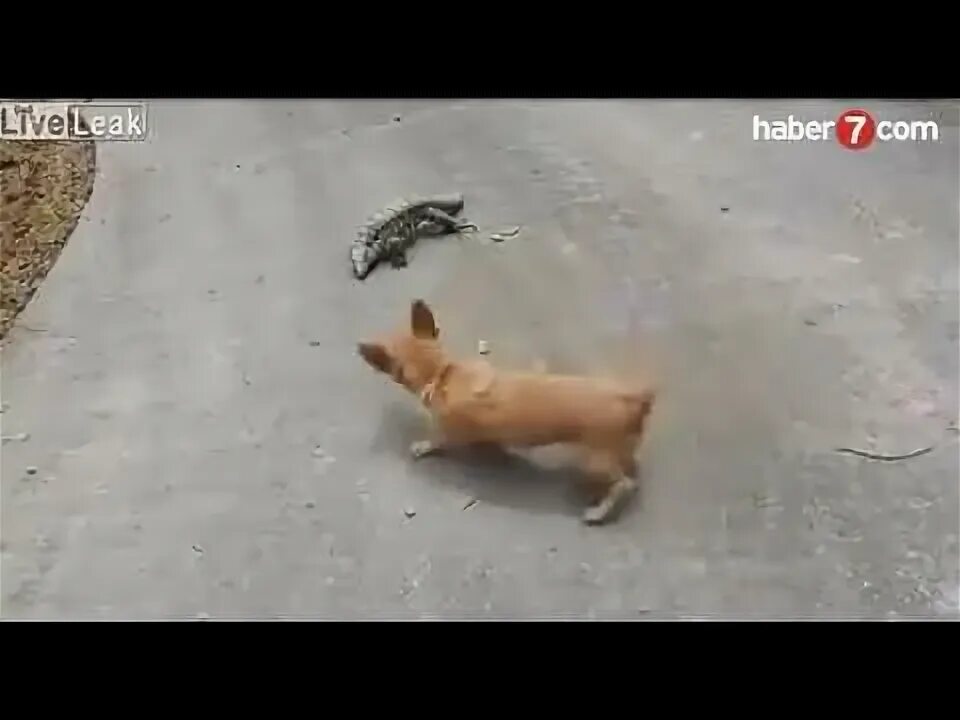 Собака напала на маленькую собаку. Собака напала на маленькую собаку. Маленькая собака нападает на человека. Кот атакует. Маленький нападает на большого.