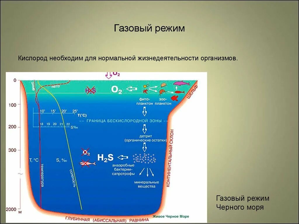 Максимальная глубина красного. Газовый режим мирового океана. Глубина воды в черном море. Глубина моря схема. Строение дна черного моря.