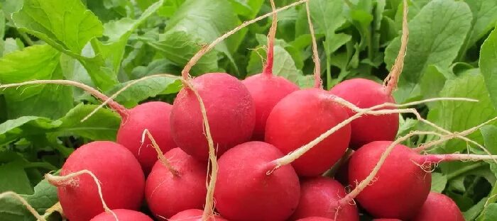 Редис не стрелкуется сорта. Редис черриэт. сорта редиса устойчивые к стрелкованию для открытого грунта. редис принц датский.