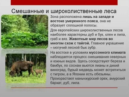 Дай краткую характеристику лесных зон по плану