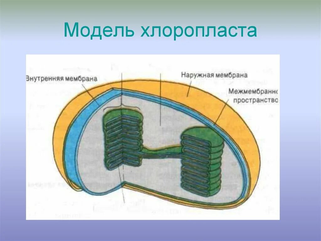 Хлоропласты имеют мембраны. Хлоропласт модель. Наружная мембрана хлоропласта. Оболочка хлоропласта. Хлоропласт макет.