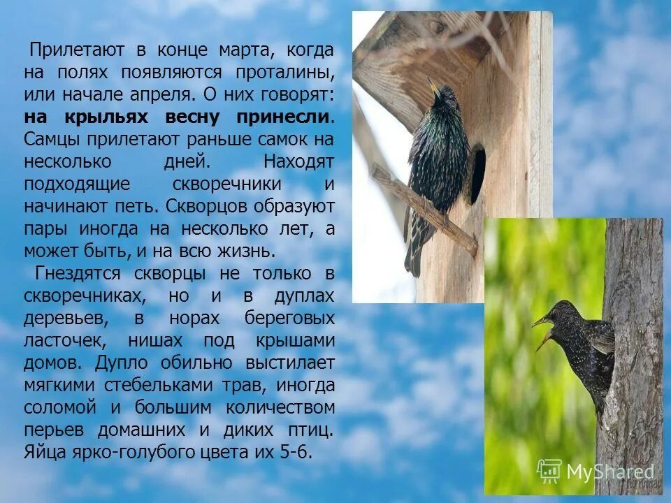 скворец презентация. прилет скворцов. рассказ про цаплю. скворцы сочинение. презентация на тему скворечник.