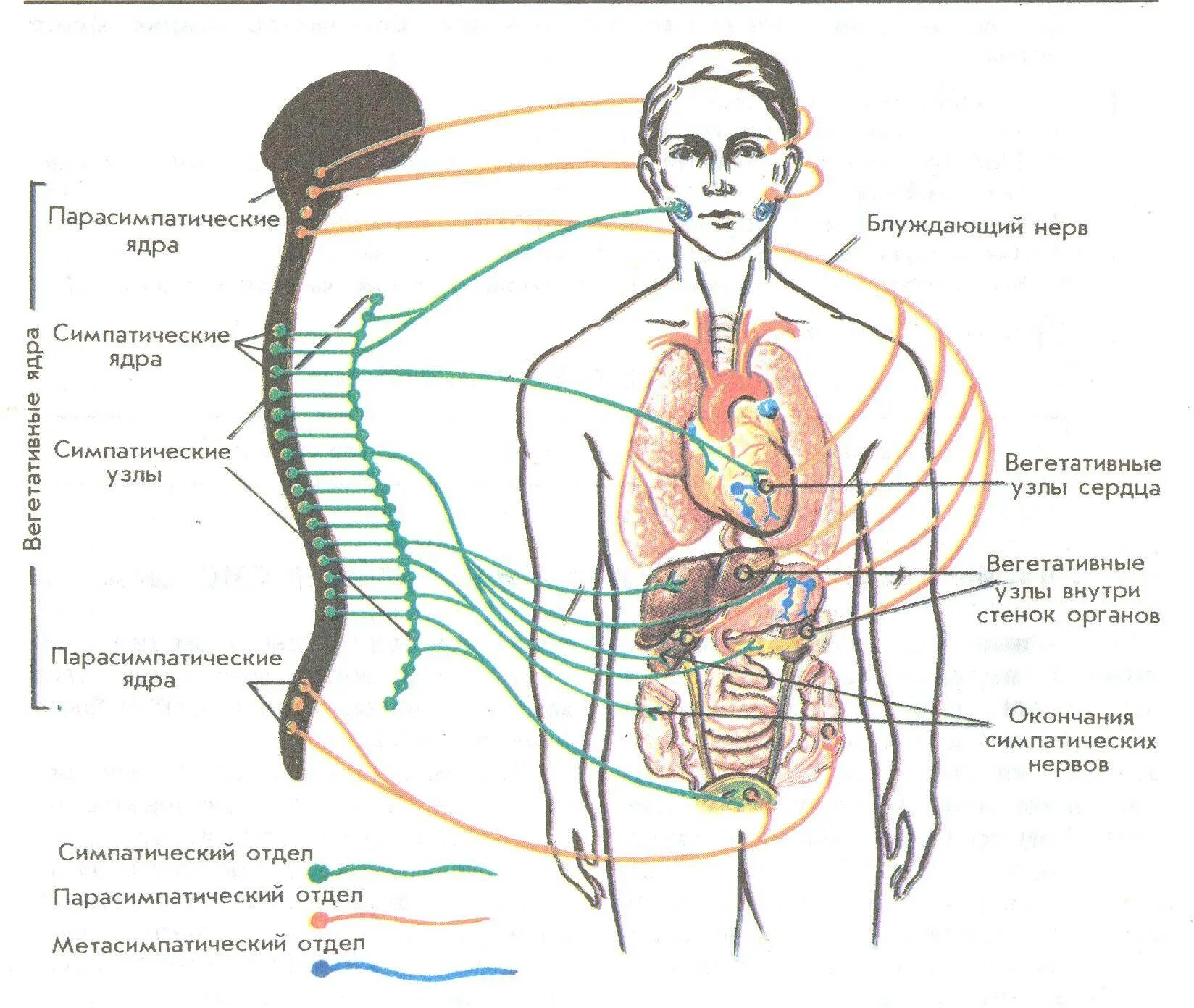 Блуждающий нерв функции. Блуждающий нерв вегетативная нервная система. Блуждающий нерв парасимпатические волокна. Блуждающий нерв иннервация сердца схема.