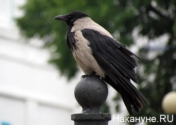 Ручная ворона. Ворон. Ручная ворона. Московские вороны. Крупные вороны.