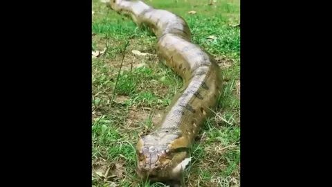 Anaconda c