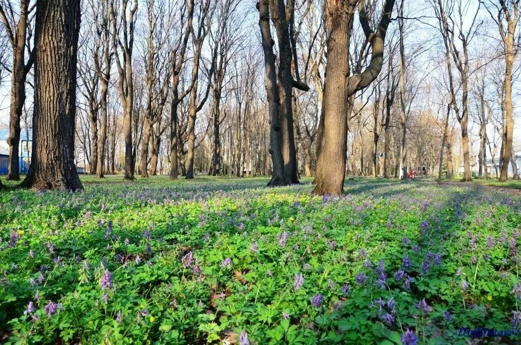 Купить парку тамбов. Тамбов парк. Парк кардиологического санатория. Г. Тамбов. Зеленая зона. Зеленые зоны Тамбов.