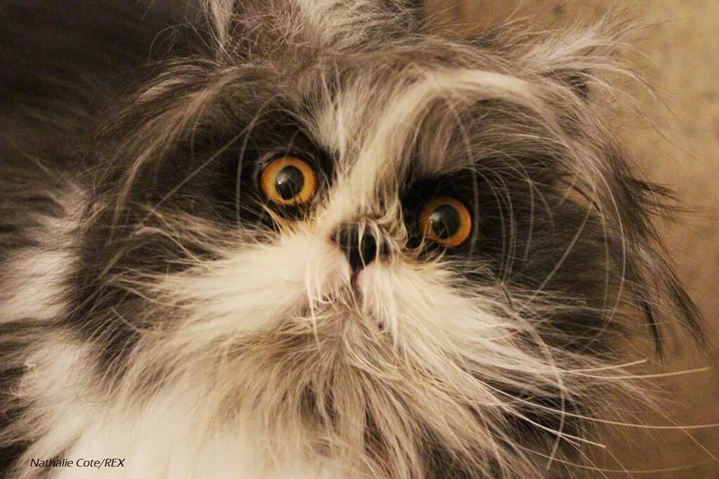 персидская кошка пушистая. взъерошенный кот. взъерошенный кот. взъерошенный котенок. взъерошенный.
