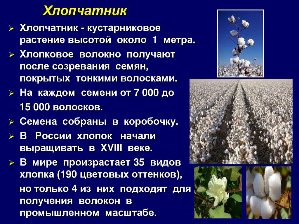 Хлопчатник ареал. Хлопчатник особенности. Сообщение о хлопчатнике. Сведения про хлопок. Хлопок применение