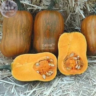 Тыква без семян