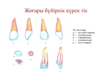 Трансвеститтер өз аузына сұқпалады