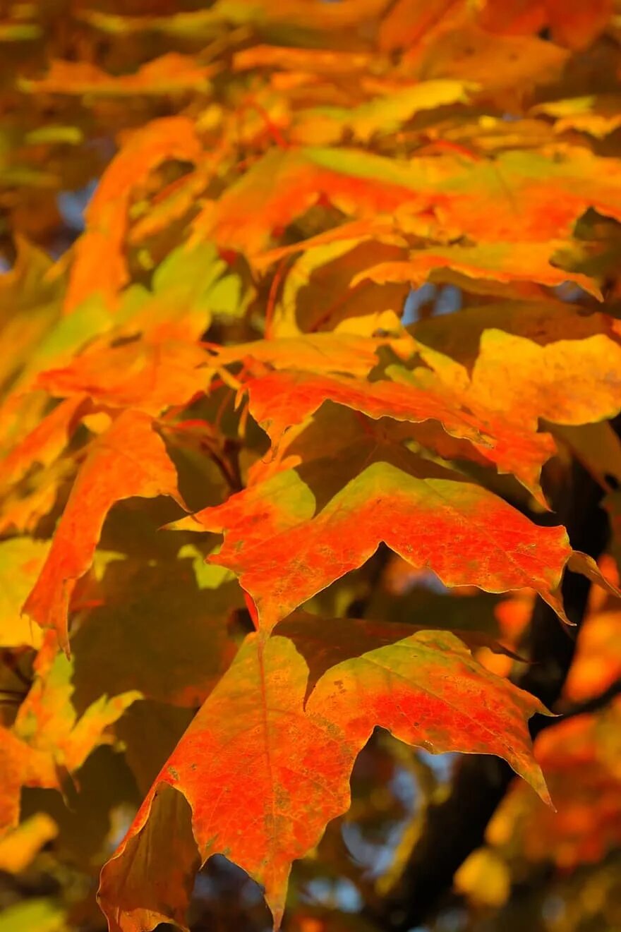 Осень листья. Осенняя листва. Клен осенью. Кленовый лист. Клен цвет листьев осенью