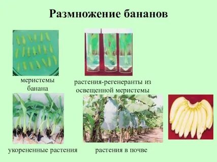 Как размножается природа