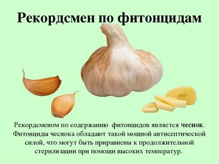 Фитонциды что это