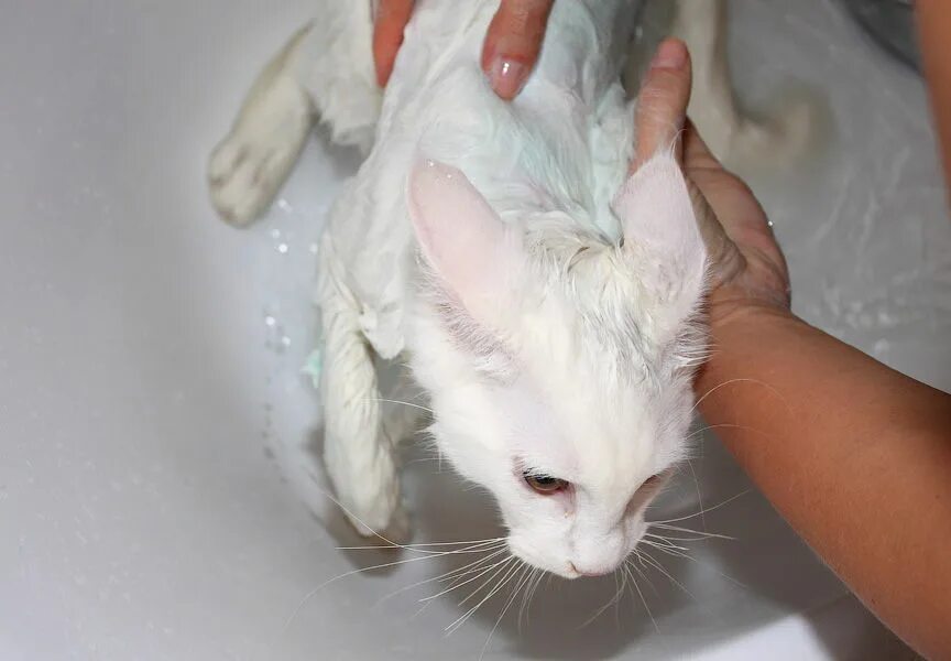 Как часто можно мыть кота. Белая кошечка моется. белый кот моется. белый кот купается. белый кот мыть.