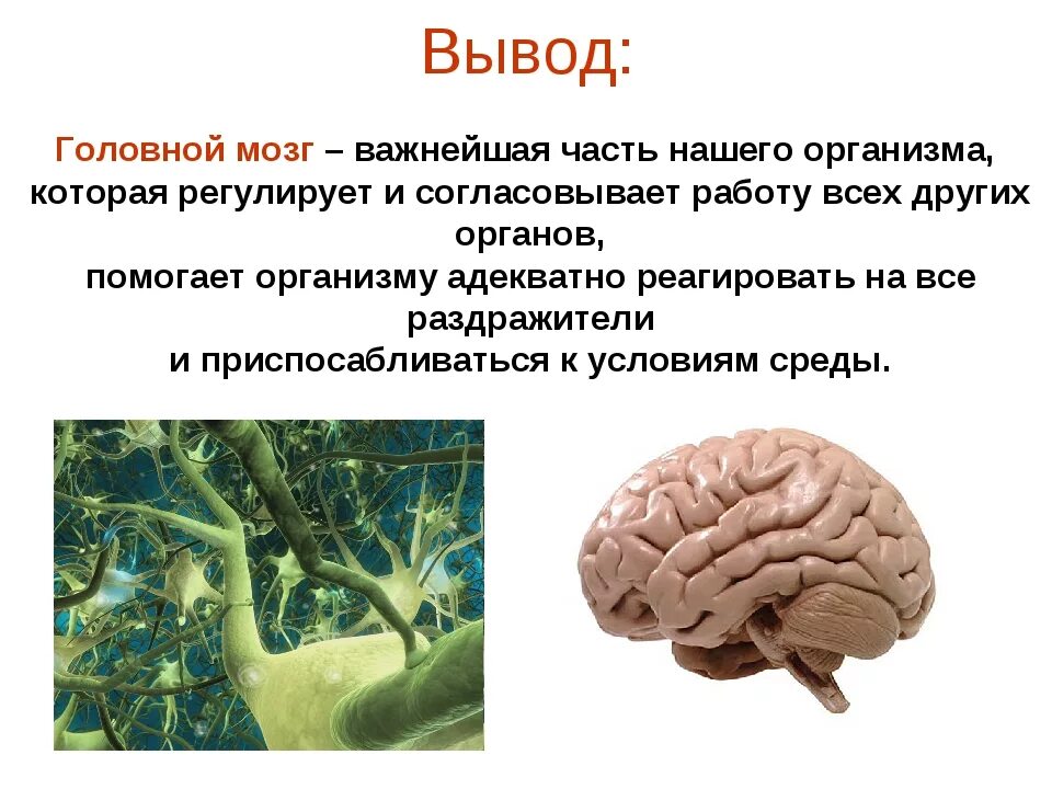 Сколько получает мозгов. Вывод головной мозг. Строение головного мозга вывод. Важность головного мозга. Вывод о головном мозге человека.