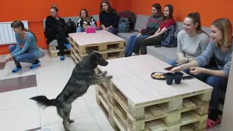 Доги новосибирск