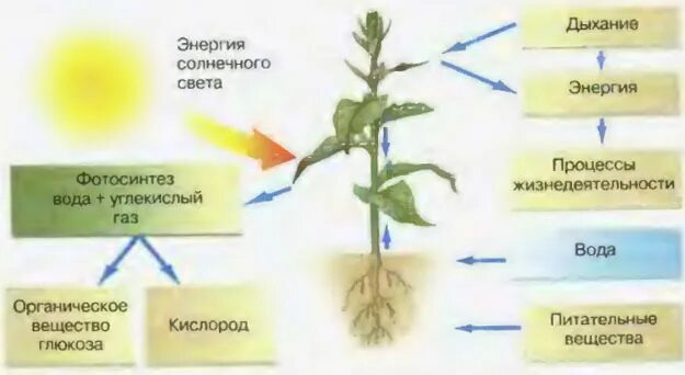 Поступление питательных веществ в растения. Процесс обмена веществ у растений. Дыхание растений. Схема питания растений. Минеральное питание фотосинтез дыхание