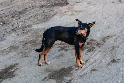 Просто dogs