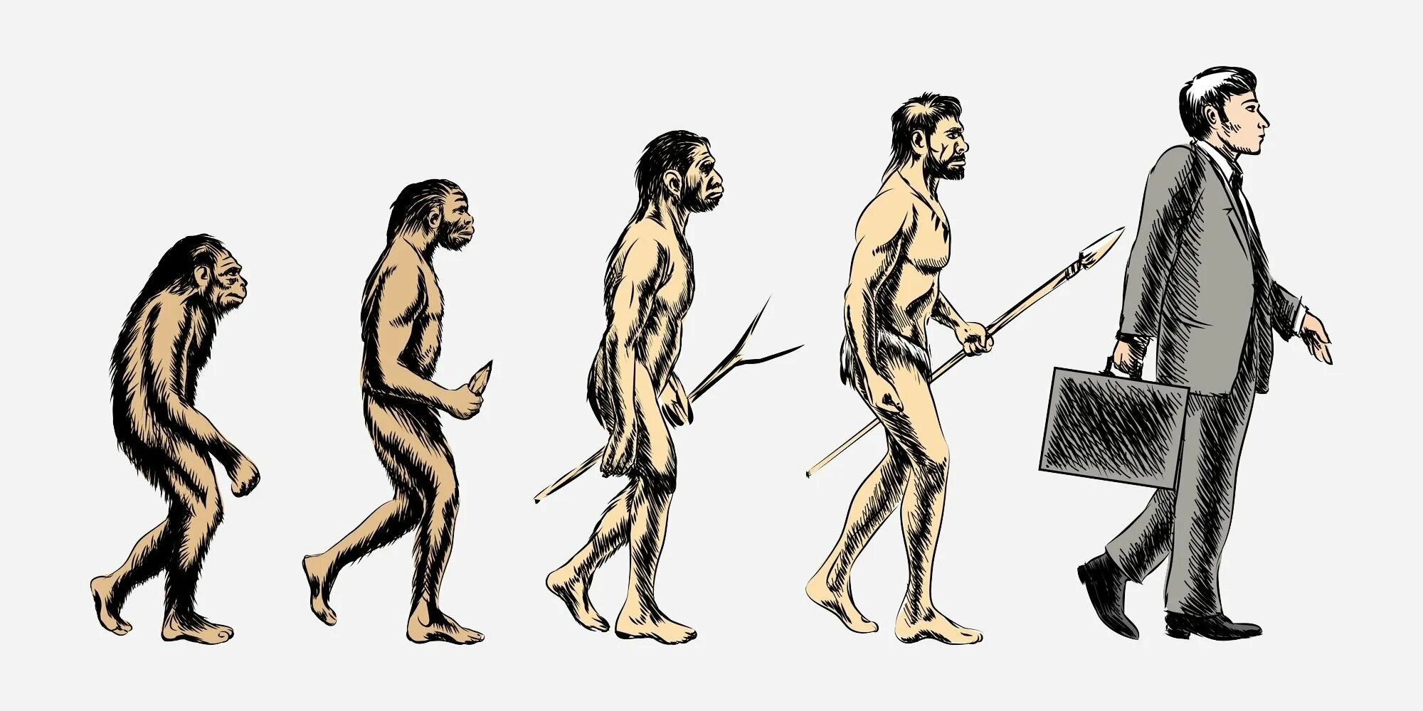 Эволюция человека хомо сапиенс. Этапы эволюции человека Дарвин. Эволюция Дарвин хомо сапиенс. Превращение обезьяны в человека. Как получить human