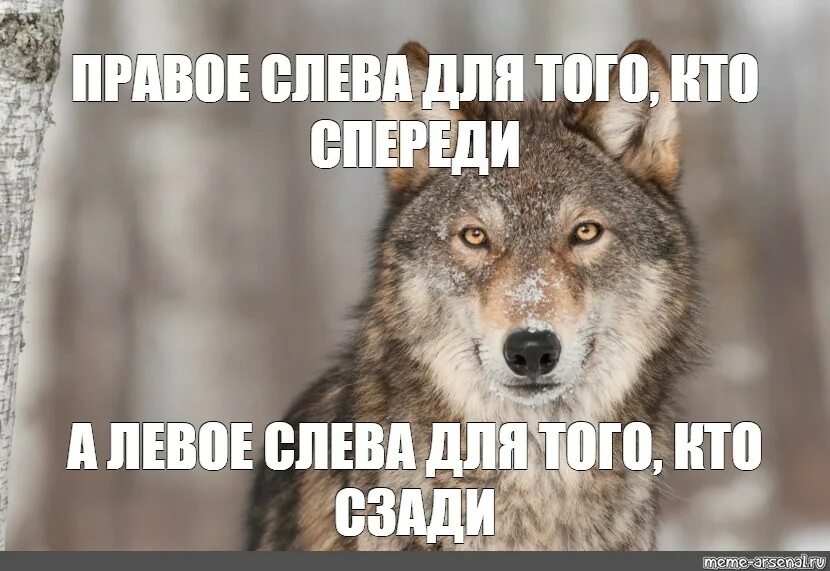 Волк Мем. Цитаты волка. Мемы с волками. Волк это волк Мем. Цитаты волка мем