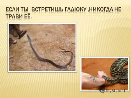 Встретить гадюку