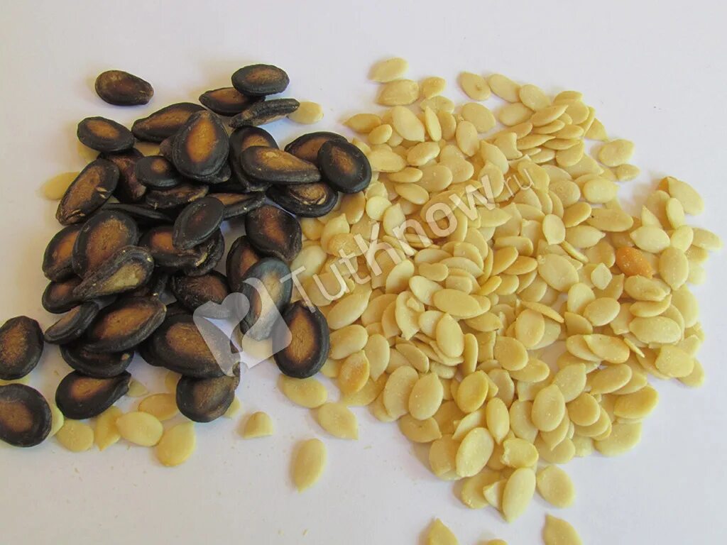 Семечки для птиц. Можно кормить птиц хлебом. Тыквенные семечки птицам можно ли давать. Тыквенные семечки птицам можно ли давать. Семена для зимующих птиц.