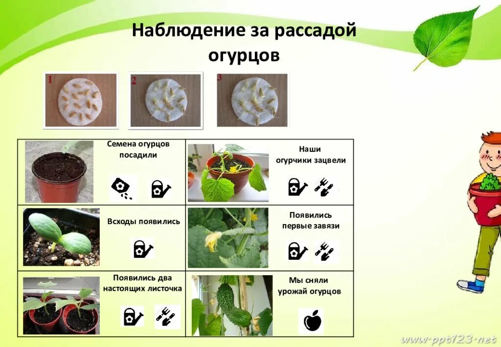 Наблюдение за ростом и развитием фасоли. Наблюдение за рассадой в детском саду. Наблюдение за огурцом в детском саду. Наблюдение за рассадой перца в детском саду.