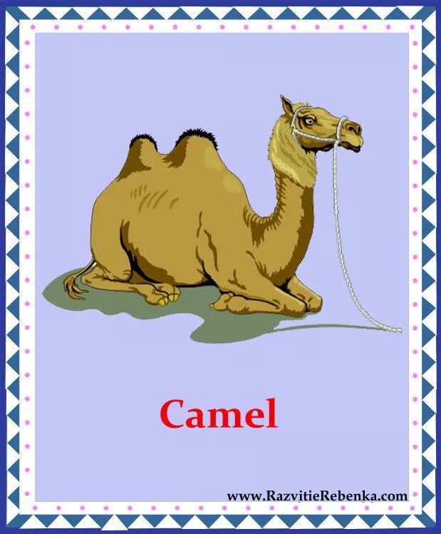 Карточки животных для детей на английском. Животные английский для детей карточки. Верблюд карточка для детей. Карточка верблюд на английском языке. Camel перевод на русский