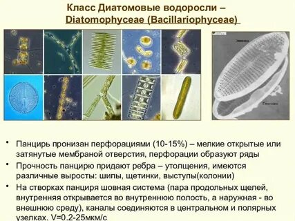 Виды диатомовых водорослей