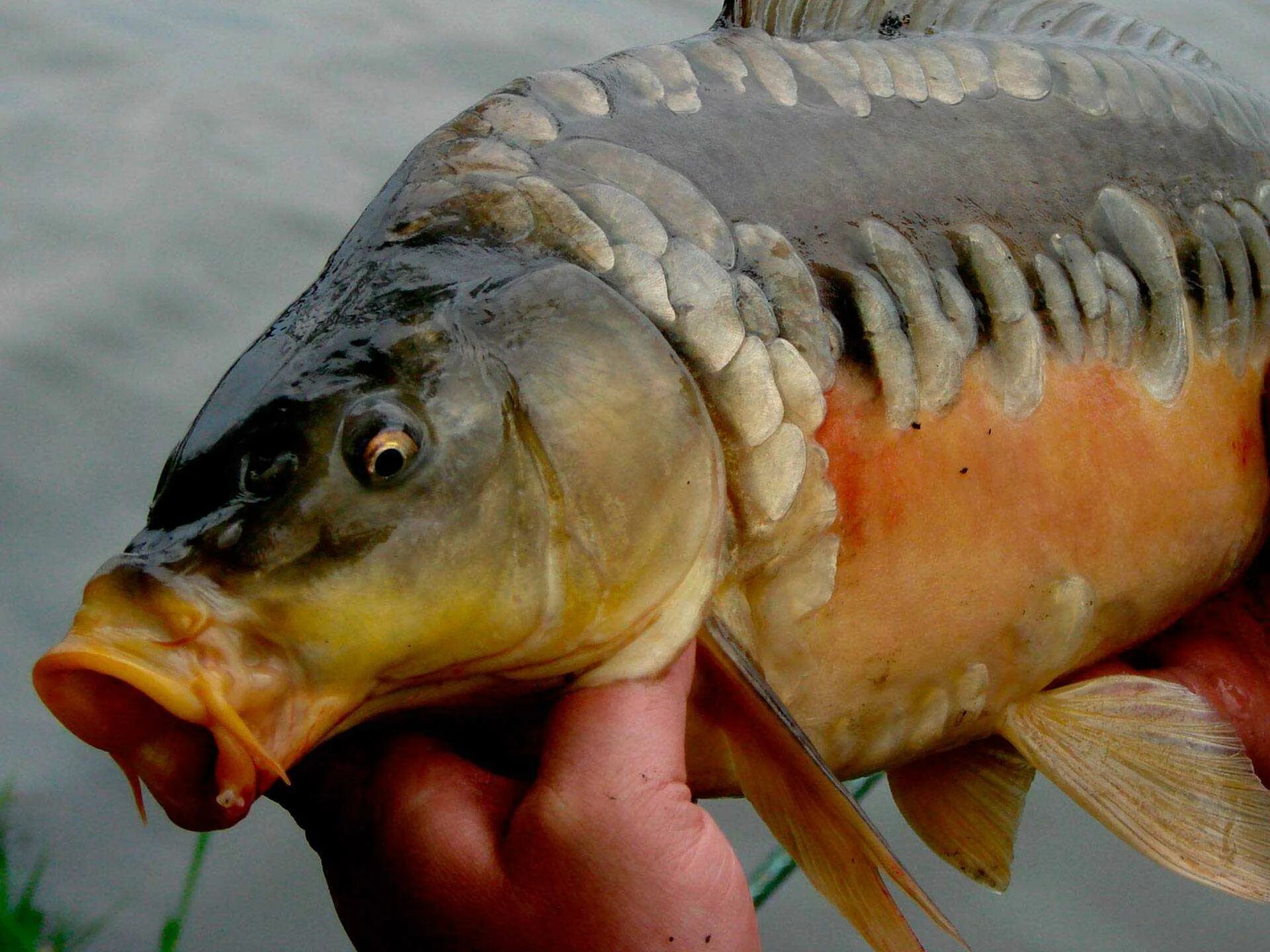 Сазан питание. Сазан (cyprinus carpio). ангелинский зеркальный карп. карп безжелудковая рыба. рыба чешуйчатый карп.