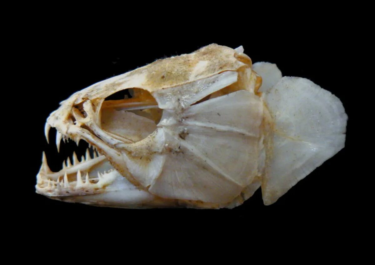 Какой череп у рыб. Скелет головы рыбы. Череп судака вид сбоку. Рыбий череп. Рыбий череп.