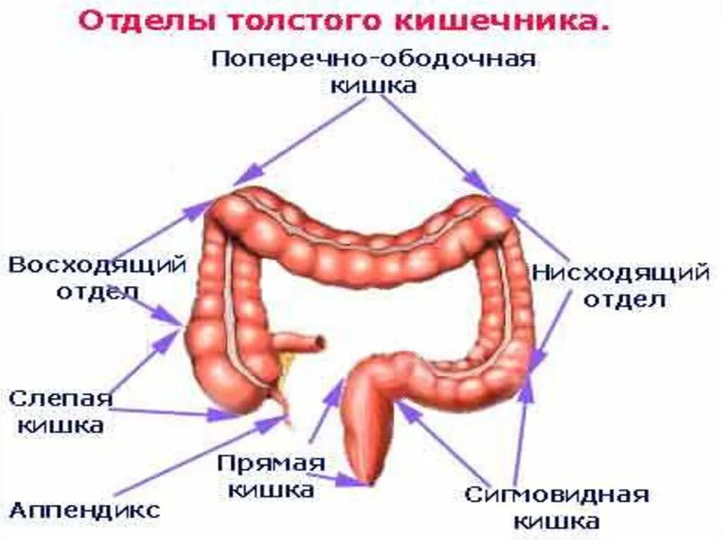 Схема Толстого кишечника человека. Функции Толстого кишечника и тонкого кишечника. Отделы толстой кишки ободочная кишка. Строение Толстого кишечника анатомия. Толстая кишка начинается