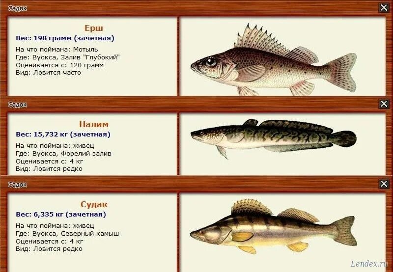 ерш реальная рыбалка. на что клюет ерш.