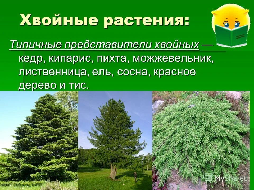 Какое число хвойных