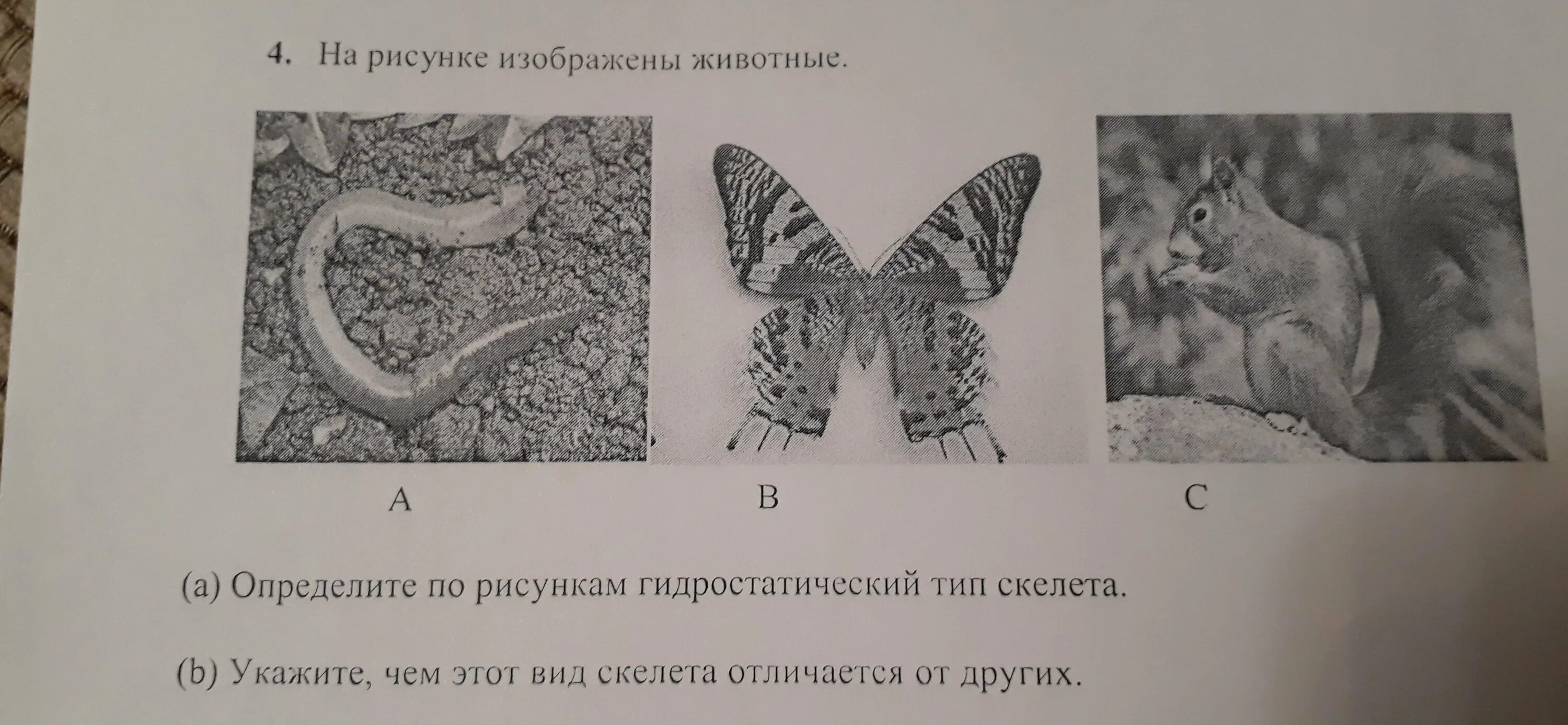 Животное изображенное на рисунке. Гидростатический Тип скелета. Назовите животных изображенных на рисунке. Что изображено на рисунке?.