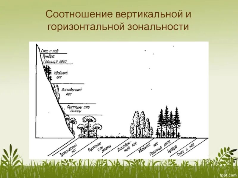 Вертикальные части ответы. Вертикальная зональность. Горизонтальная и вертикальная зональность растительности. Вертикальная зональность почв. Горизонтальная и вертикальная зональность почв.